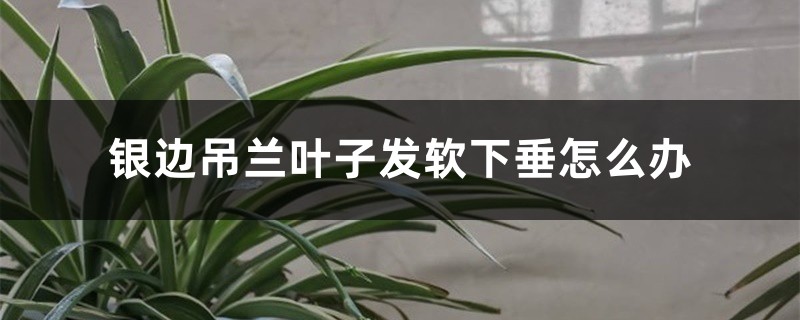 银边吊兰叶子发软下垂怎么办 银边吊兰叶子发软下垂怎么办