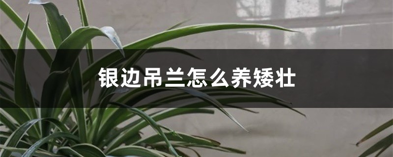 银边吊兰怎么养矮壮 银边吊兰怎么养矮壮