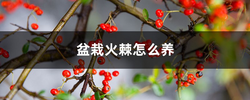 盆栽火棘怎么养 盆栽火棘怎么养