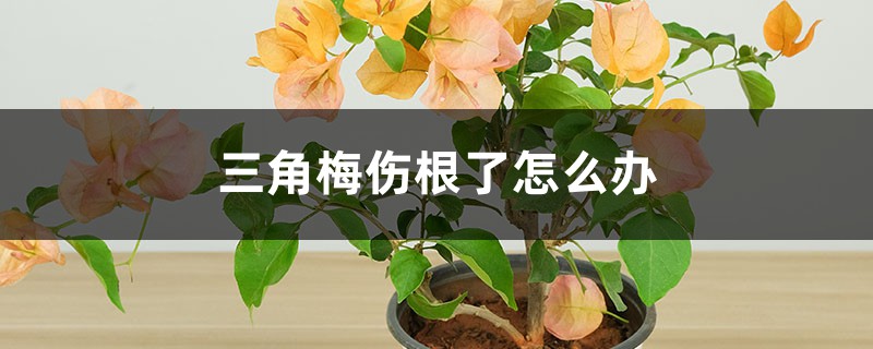 三角梅伤根了怎么办 三角梅伤根了怎么办
