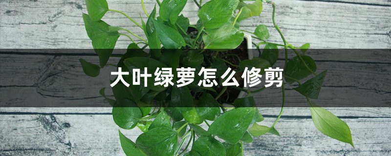 大绿萝怎么修剪 大绿萝怎么修剪
