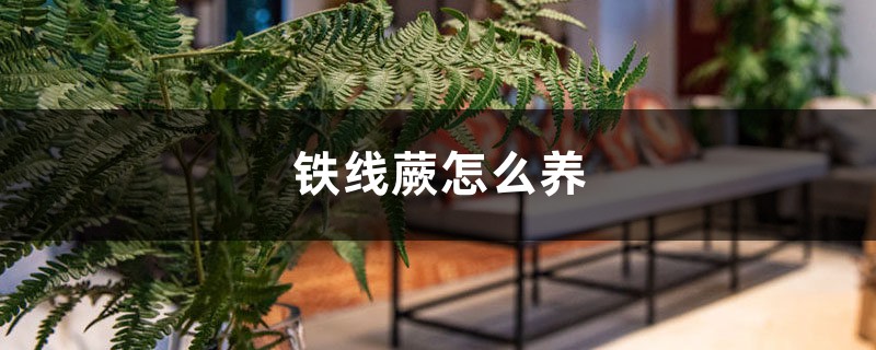 铁线蕨怎么养 铁线蕨怎么养