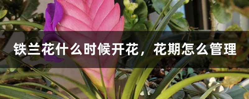 铁兰花什么时候开花,花期怎么管理 铁兰花什么时候开花,花期怎么管理