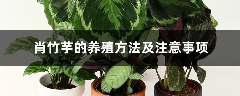 肖竹芋的养殖方法及注意事项 肖竹芋的养殖方法及注意事项