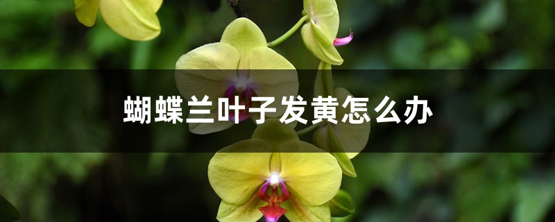 蝴蝶兰叶子发黄怎么办 蝴蝶兰叶子发黄怎么办
