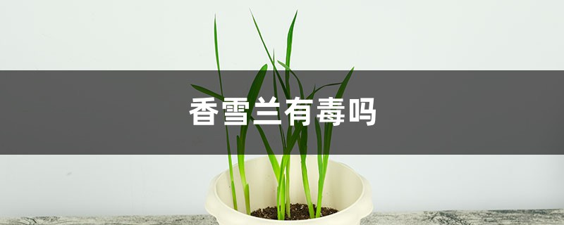 香雪兰有毒吗 香雪兰有毒吗