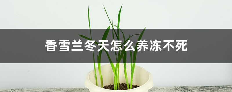 香雪兰冬天怎么养冻不死 香雪兰冬天怎么养冻不死