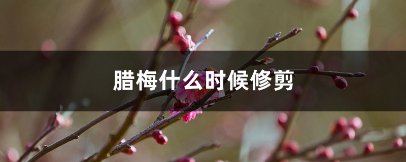 腊梅什么时候修剪 腊梅什么时候修剪
