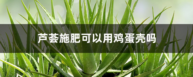 芦荟施肥可以用鸡蛋壳吗 芦荟施肥可以用鸡蛋壳吗