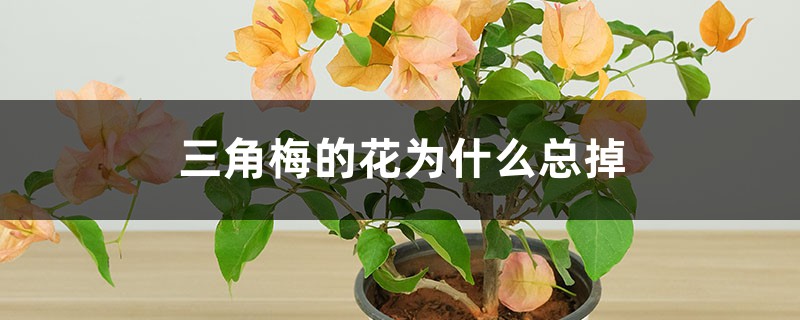 三角梅的花为什么总掉 三角梅的花为什么总掉
