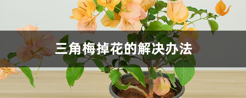 三角梅掉花的解决办法 三角梅掉花的解决办法