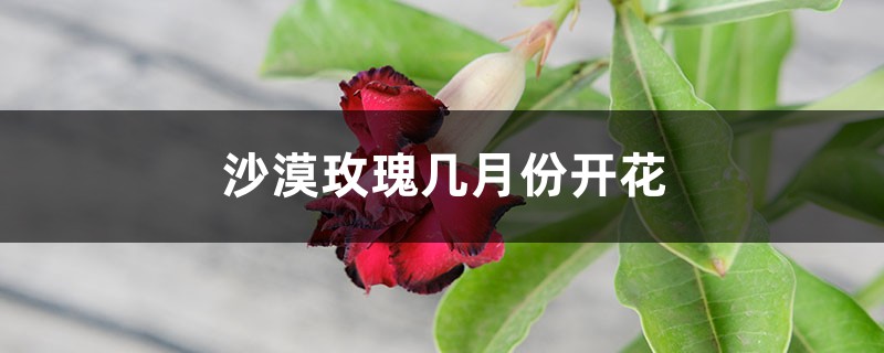 沙漠玫瑰几月份开花 沙漠玫瑰几月份开花