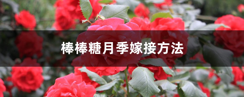 棒棒糖月季嫁接方法 棒棒糖月季嫁接方法