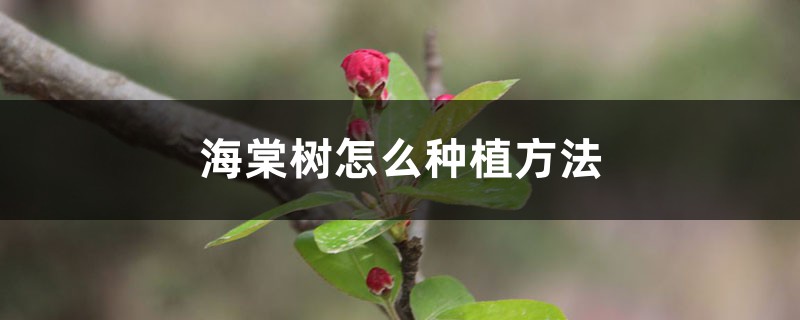海棠树怎么种植方法 海棠树怎么种植方法