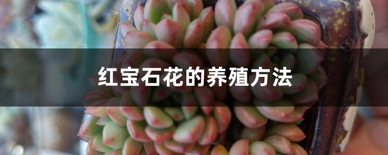 红宝石花的养殖方法 红宝石花的养殖方法