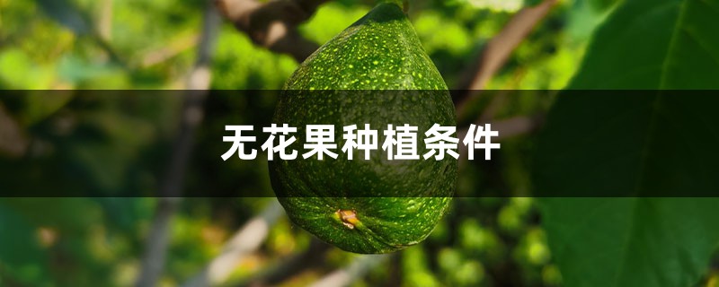 无花果种植条件 无花果种植条件