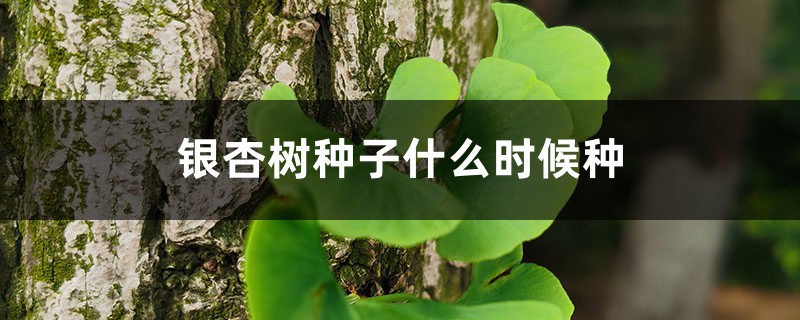 银杏树种子什么时候种 银杏树种子什么时候种
