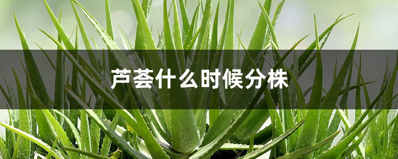 芦荟什么时候分株 芦荟什么时候分株