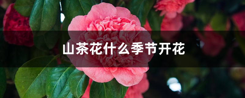 山茶花什么季节开花 山茶花什么季节开花