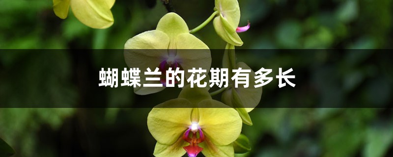 蝴蝶兰的花期有多长 蝴蝶兰的花期有多长