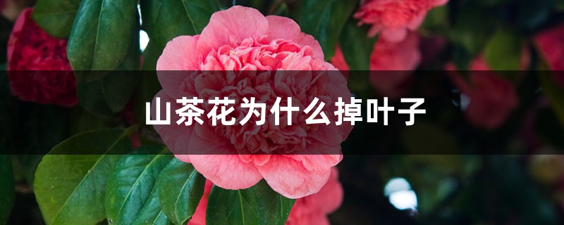 山茶花为什么掉叶子 山茶花为什么掉叶子