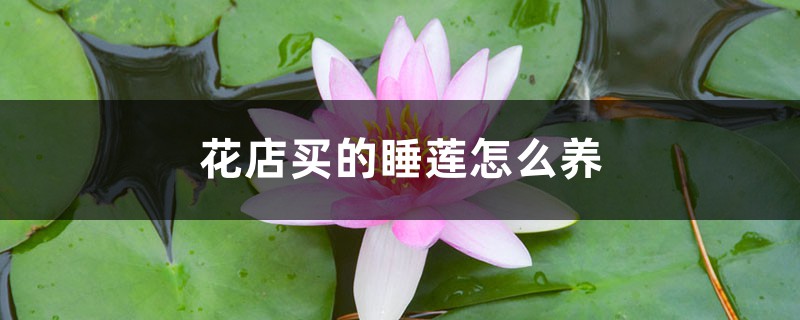 花店买的睡莲怎么养 花店买的睡莲怎么养