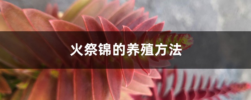 火祭锦的养殖方法 火祭锦的养殖方法