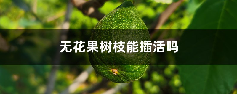 无花果树枝能插活吗 无花果树枝能插活吗
