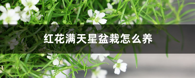 红花满天星盆栽怎么养 红花满天星盆栽怎么养