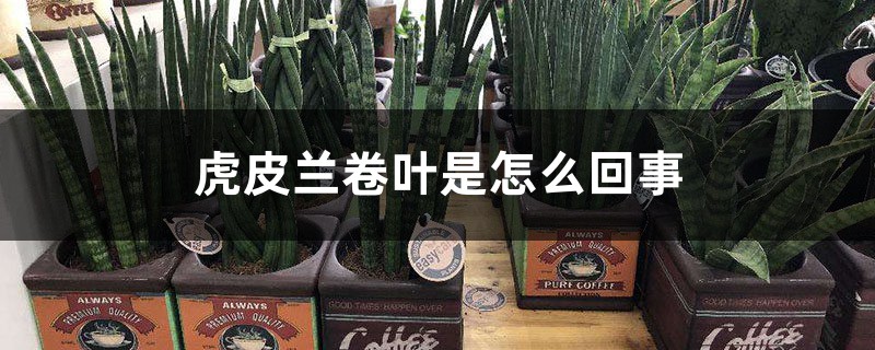 虎皮兰卷叶是怎么回事 虎皮兰卷叶是怎么回事