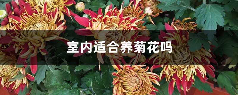 室内适合养菊花吗 室内适合养菊花吗