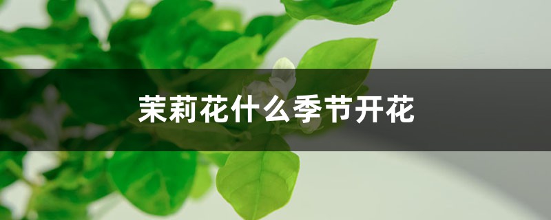 茉莉花什么季节开花 茉莉花什么季节开花