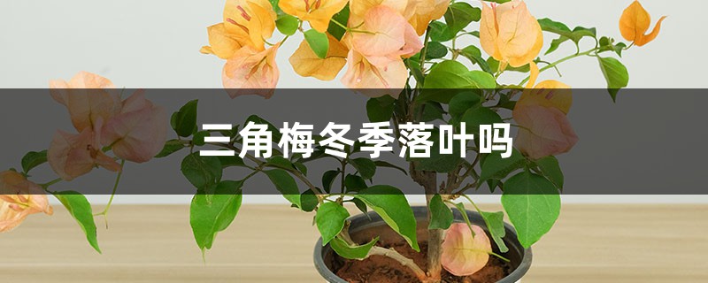三角梅冬季落叶吗 三角梅冬季落叶吗