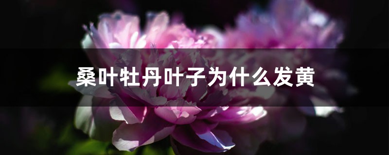 桑叶牡丹叶子为什么发黄 桑叶牡丹叶子为什么发黄