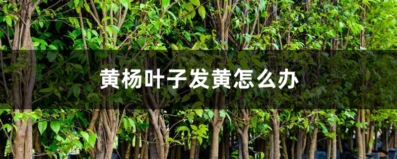 黄杨叶子发黄怎么办 黄杨叶子发黄怎么办