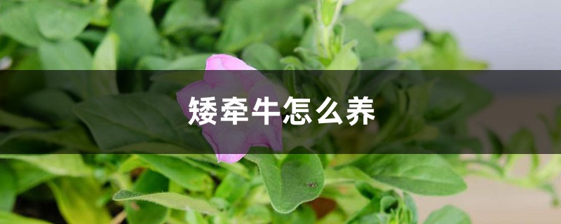 矮牵牛怎么养 矮牵牛怎么养