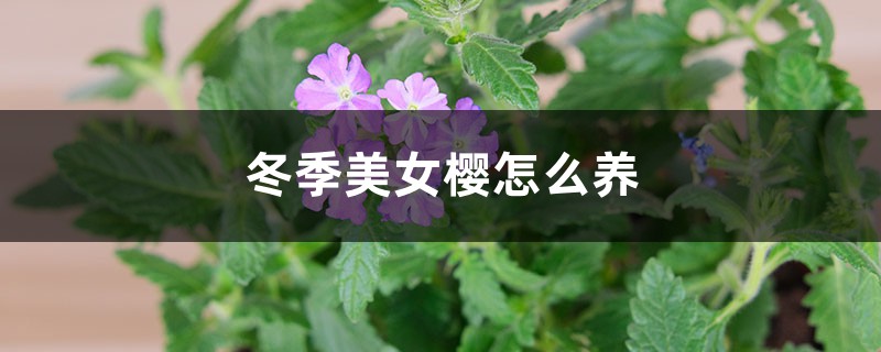 冬季美女樱怎么养 冬季美女樱怎么养
