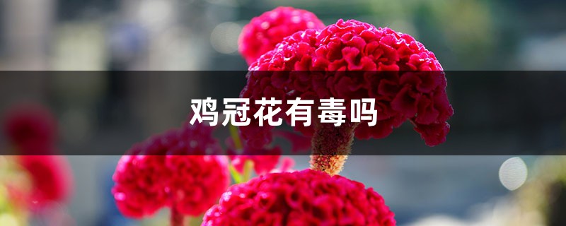 鸡冠花有毒吗 鸡冠花有毒吗