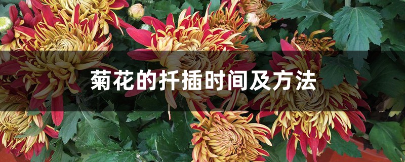 菊花的扦插时间及方法 菊花的扦插时间及方法
