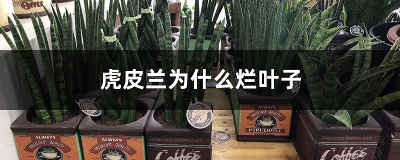 虎皮兰为什么烂叶子 虎皮兰为什么烂叶子