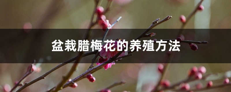 盆栽腊梅花的养殖方法 盆栽腊梅花的养殖方法