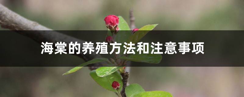 海棠的养殖方法和注意事项 海棠的养殖方法和注意事项
