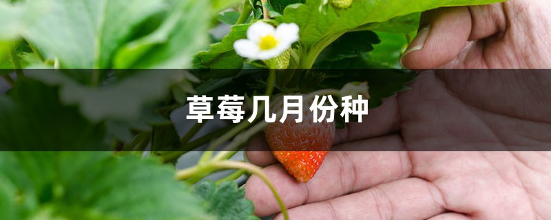 草莓几月份种 草莓几月份种