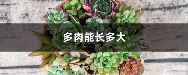 多肉能长多大 多肉能长多大