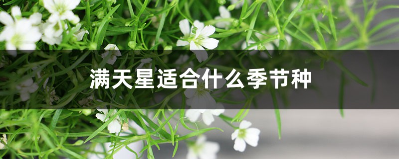 满天星适合什么季节种 满天星适合什么季节种