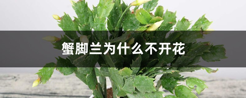 蟹脚兰为什么不开花 蟹脚兰为什么不开花