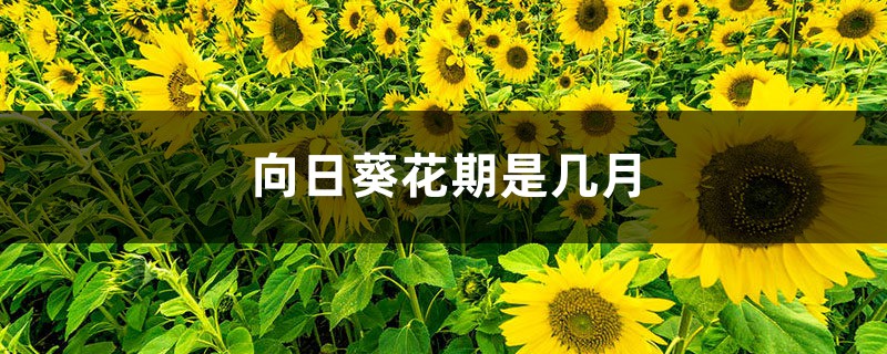 向日葵花期是几月 向日葵花期是几月