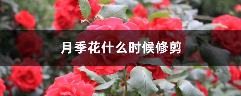 月季花什么时候修剪 月季花什么时候修剪