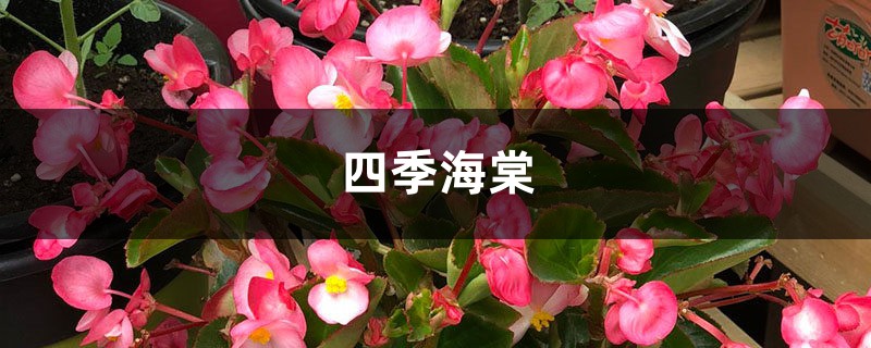 四季海棠在家养,这样“剪几刀”,开花旺叶片绿,喜气洋洋! 四季海棠在家养,这样“剪几刀”,开花旺叶片绿,喜气洋洋!