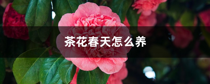 茶花春天怎么养 茶花春天怎么养
